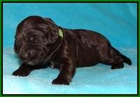 Fanny Deacon pups 1 week old 281