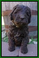 Fanny Deacon pups 5 wks old 151