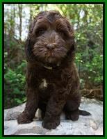 Fanny Deacon pups 8 weeks old 21