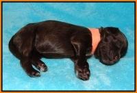 Fanny Deacon pups 1 week old 311