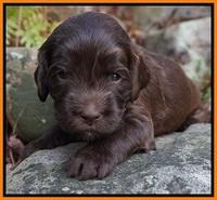 Fanny Deacon pups 3 wks old 271