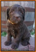 Fanny Deacon pups 5 wks old 311