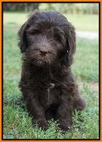 Fanny Deacon pups 7 wks old 351