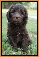 Fanny Deacon pups 7 wks old 361