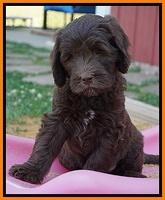 Fanny Deacon pups 7 wks old 381