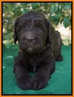 fanny Deacon pups 4 wks old 311