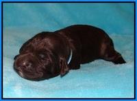 Fanny Deacon pups 1 week old 321