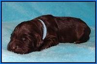 Fanny Deacon pups 1 week old 331