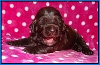 Fanny Deacon pups 2 wks old 201