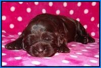 Fanny Deacon pups 2 wks old 211
