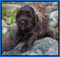 Fanny Deacon pups 3 wks old 291