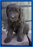 Fanny Deacon pups 5 wks old 261