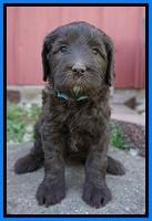 Fanny Deacon pups 5 wks old 271