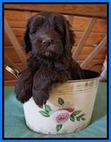 Fanny Deacon pups 6 wks old 311