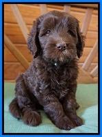 Fanny Deacon pups 6 wks old 331