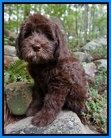 Fanny Deacon pups 8 wks old 11000