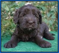 fanny Deacon pups 4 wks old 291