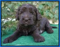 fanny Deacon pups 4 wks old 301