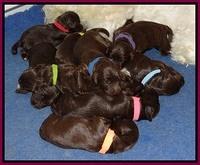 Fanny Deacon pups 1 week old 31