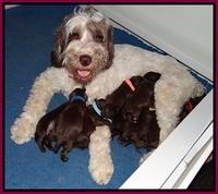 Fanny Deacon pups 1 week old 41