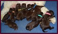Fanny Deacon pups 1 week old 51