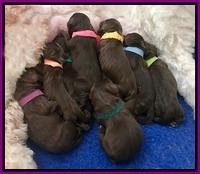 Pups only