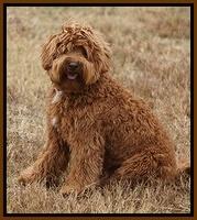 Parson 8 months old...151
