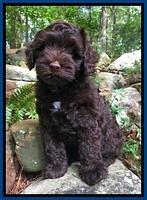 Bowers family: Boone