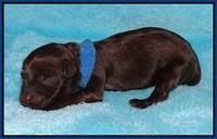 Dior Parson Newborn pups 41