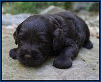 Dior Parson pups 3 wks old 21