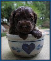Dior Parson pups 4 wks old 51