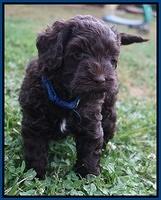 Dior Parson pups 6 wks old21
