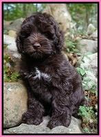 Cargile family: Sadie