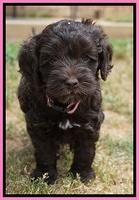 Dior Parson pups 6 wks old71