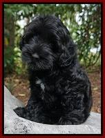 Bohannon Family: Mickey