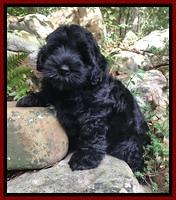 Dior Parson pups 8 weeks old 101