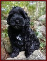 Dior Parson pups 8 weeks old 81