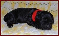Dior Parson pups one week old 61