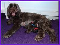 Dior Parson Newborn pups 21