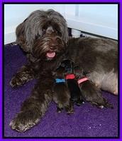 Dior Parson Newborn pups 31