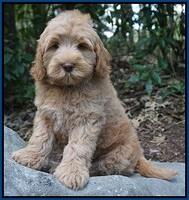 Individual puppy photo gallery