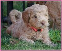 Ivory Harbins pups 5 weeks old 41