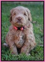 Ivory Harbins pups 5 weeks old 61