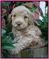 Ivory Harbins pups 6 wks old 11