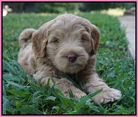 Ivory Harbins pups 6 wks old 41