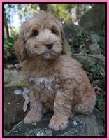 Ivory Harbins pups 8 wks old 31