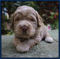 Ivory Harbins 3 wks old 61