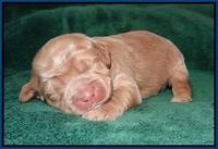 Ivory Harbins pups 1 wk old 31