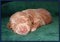 Ivory Harbins pups 1 wk old 41