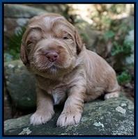Ivory Harbins pups 2 wks old 41